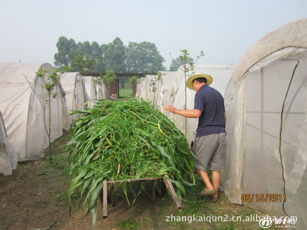 成都黄龙溪外蝗虫养殖场供应今年的第一批活体蝗虫